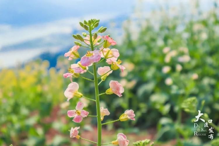 迎春花|春暖牛栏坝,花开金鳌山!五彩油菜花你见过吗?