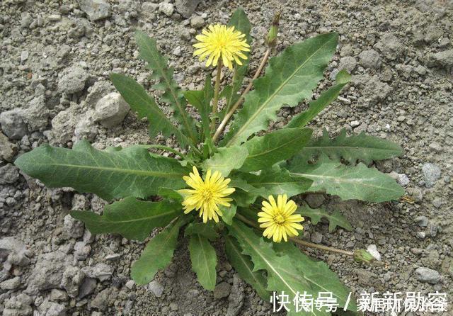家里有条件养这3种花,开花漂亮价值高,一克就能几百元