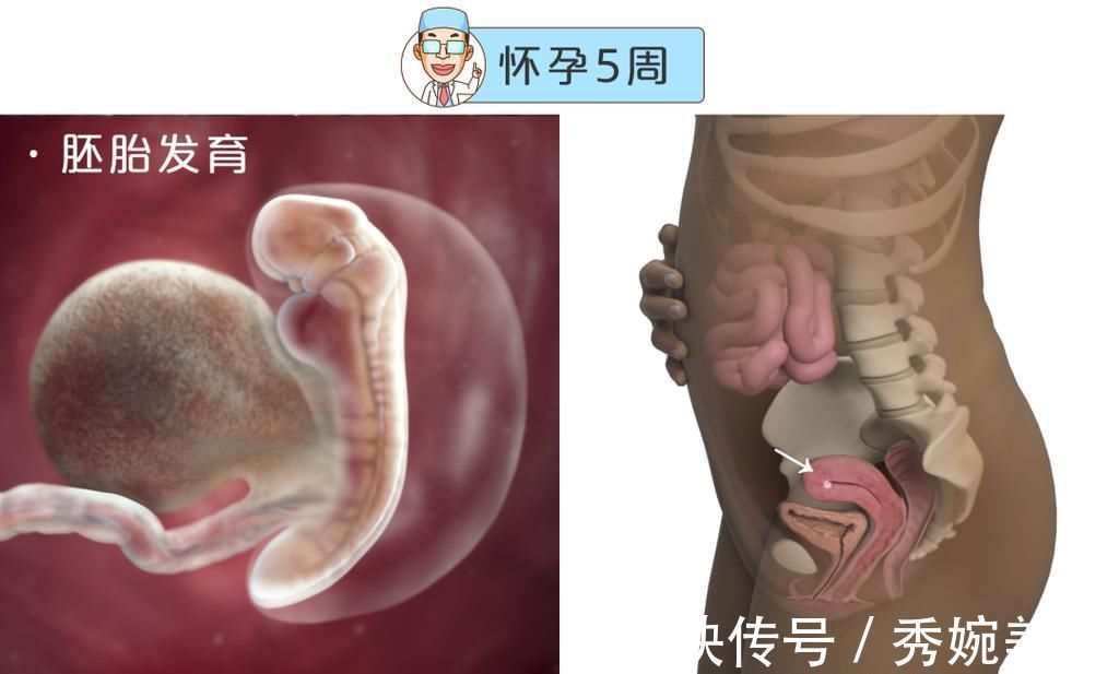 怀孕|最全的怀孕周期图鉴，感受从受精卵到婴儿的神奇变化！