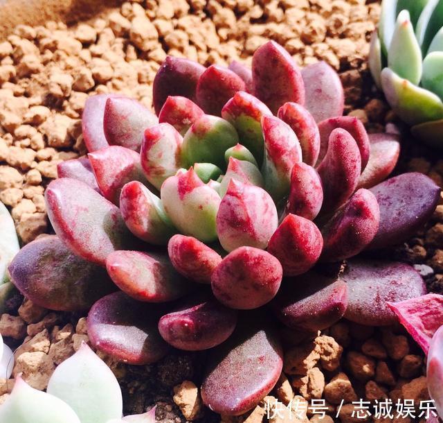 养盆“火红”多肉真醒目,红宝石多肉名字尊贵,养护起来真简单