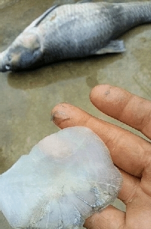 生产队|47年,一条鱼能长多大?生产队放的鱼,长成青鱼王