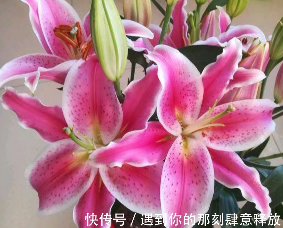 家里就养“4种漂亮花”,花朵硕大、花期长,寓意美好,收获幸福