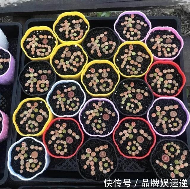 多肉拼盘玩一次就上瘾，这些创意拼法，你一定喜欢