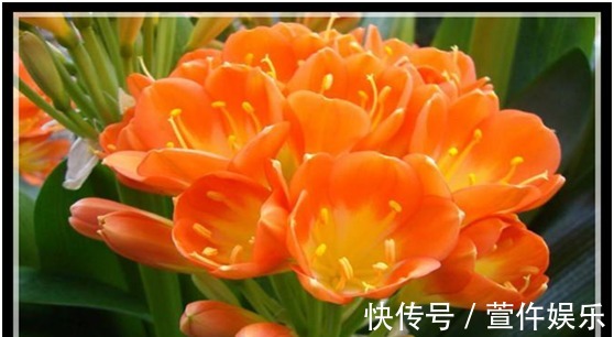 硫酸亚铁|可以四季开花的红山茶,养护注意这几点,新手也能养爆盆