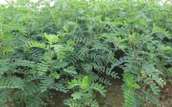 加上|黄芪加上“它”,效果翻倍,常喝百病消,不知的赶快了解