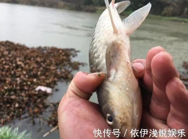 半目|轻口鱼难钓?按我的方法做一钓一个准,再小的口也能逮住