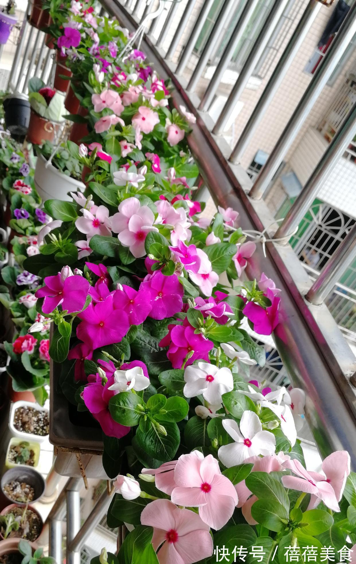 19种常见花“耐寒能力”一览表,天冷要不要“入室”,看看就知道