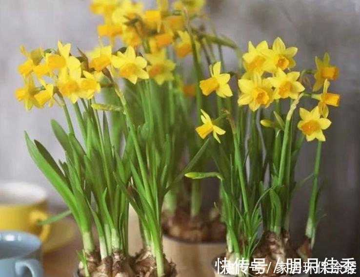阳台养花,不妨养这4款植物,比玫瑰漂亮100倍,花大多又艳