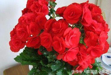 玫瑰花|新手养护花卉,就养胜过玫瑰,花开四季的花卉,给水就旺!