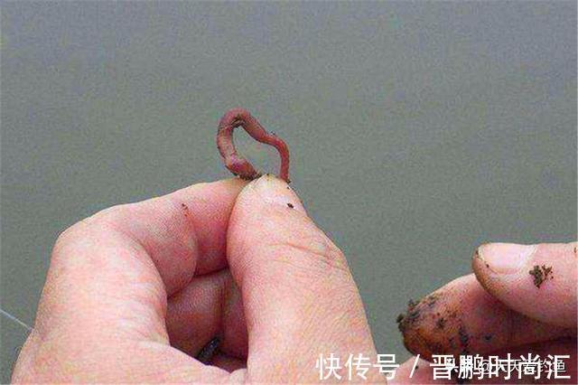 野钓秘方:秋天用蚯蚓钓鲫鱼,最好增加2个步骤,咬钩量翻一番