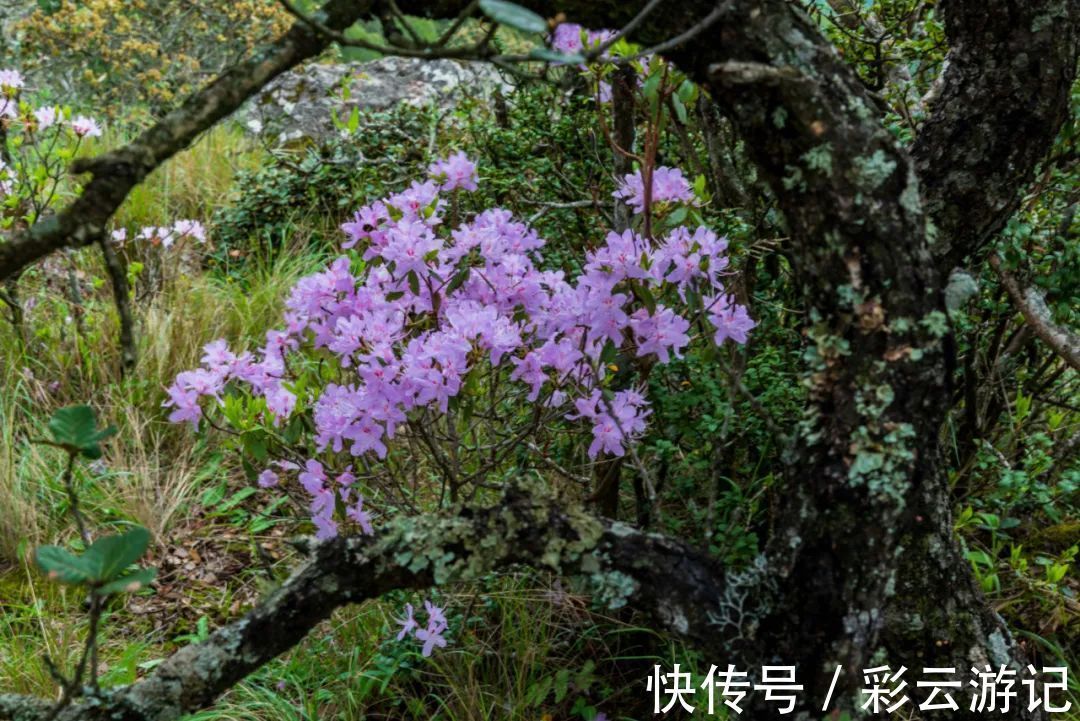 大理|7月大理鸡足山杜鹃花正开放，山花映古寺，鸡足山原来那么美！