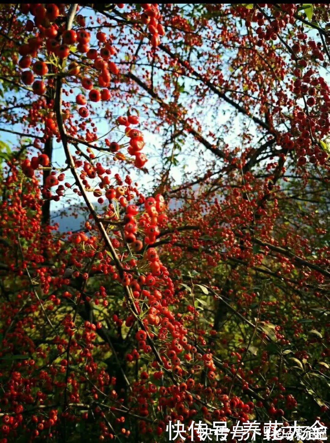 牡荆|农村当柴烧的花，原来可以当盆景，给一千块也不卖