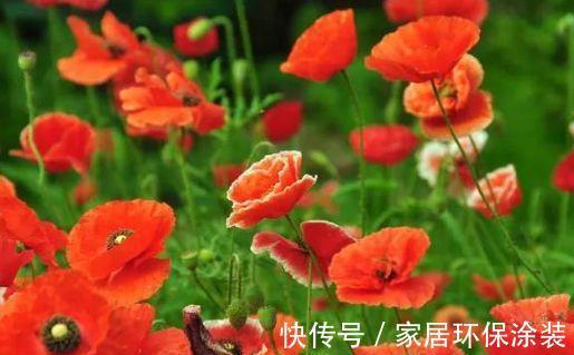 养花|6月29日开始,养花试试这几款,开花清新高雅,开花多又美