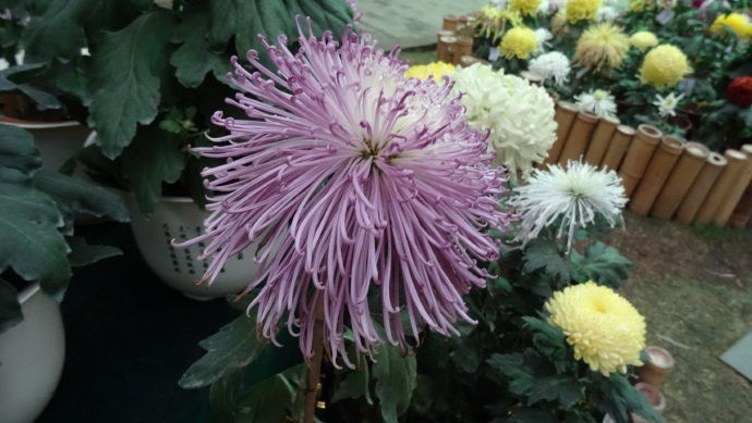 喜欢菊花,不如养盆“珍品名菊”黄浦景绣,似流星烟花,绚丽多姿