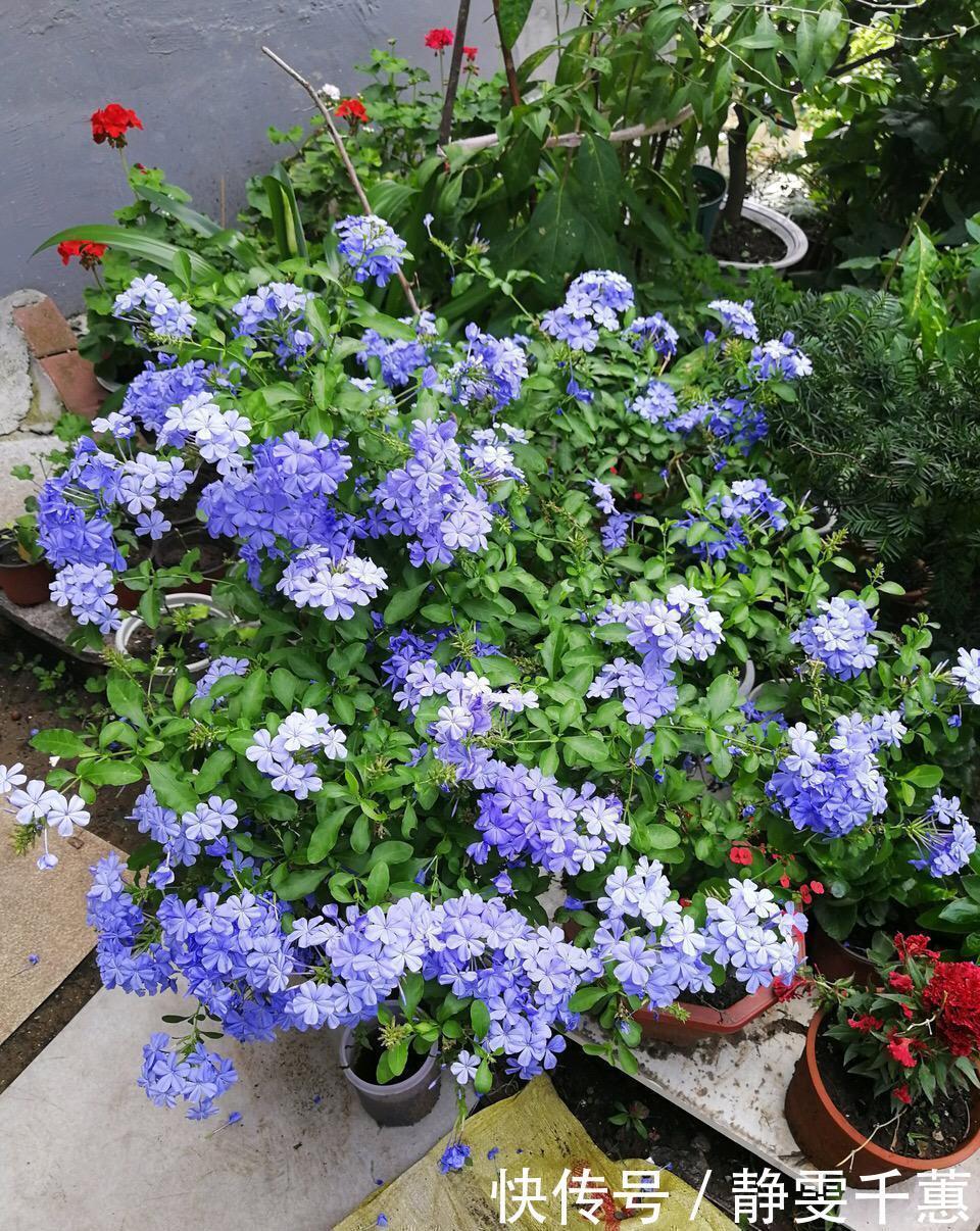 蓝雪花|7种“省心花”,耐阴、耐旱,不招虫、生病少,还特爱开花