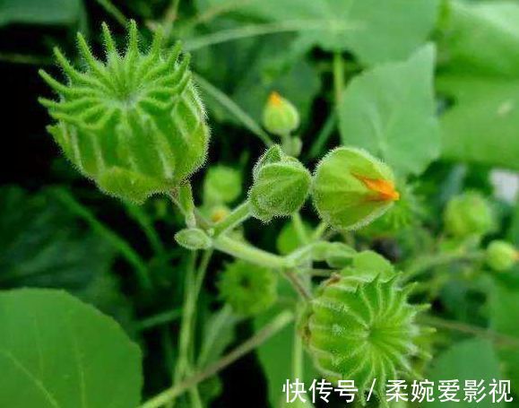 白刺果|推荐女性常吃的食物，预防疾病，补血养颜，还能滋补身体