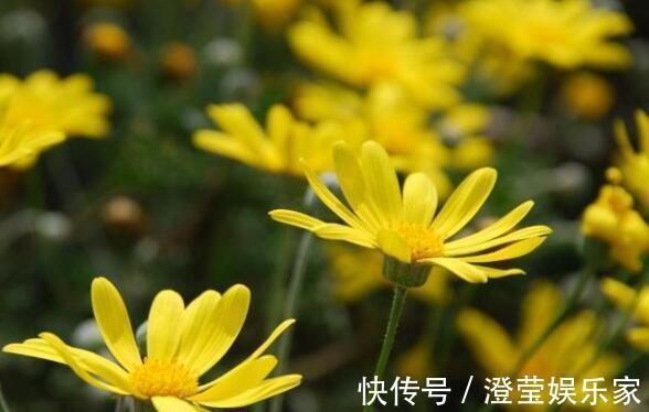 阳台|阳台摆什么选“春菊”花语暗恋，开花淡雅清秀，又美又清爽