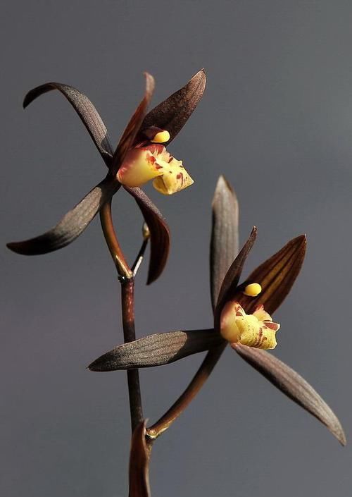 四溢|此兰花优点多到数不过来,花色罕见,花香四溢,是四大家兰之首