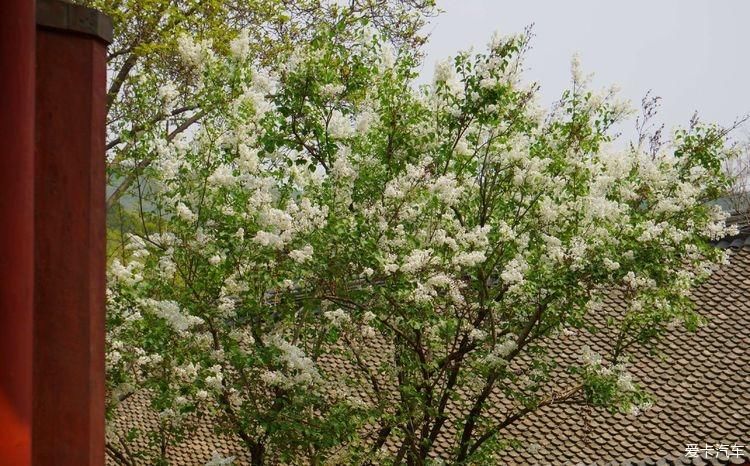 丁香花开，芬芳自来