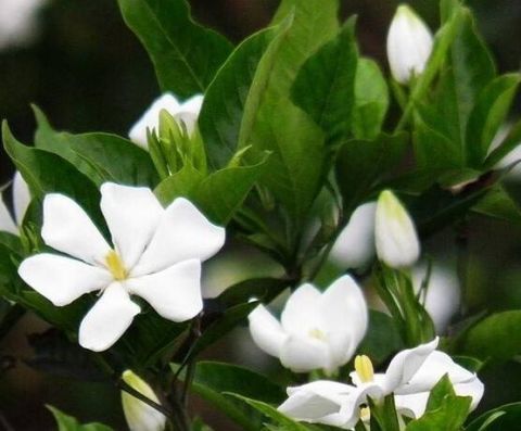 这5种花“最难养” 老手养不好,新手不敢碰