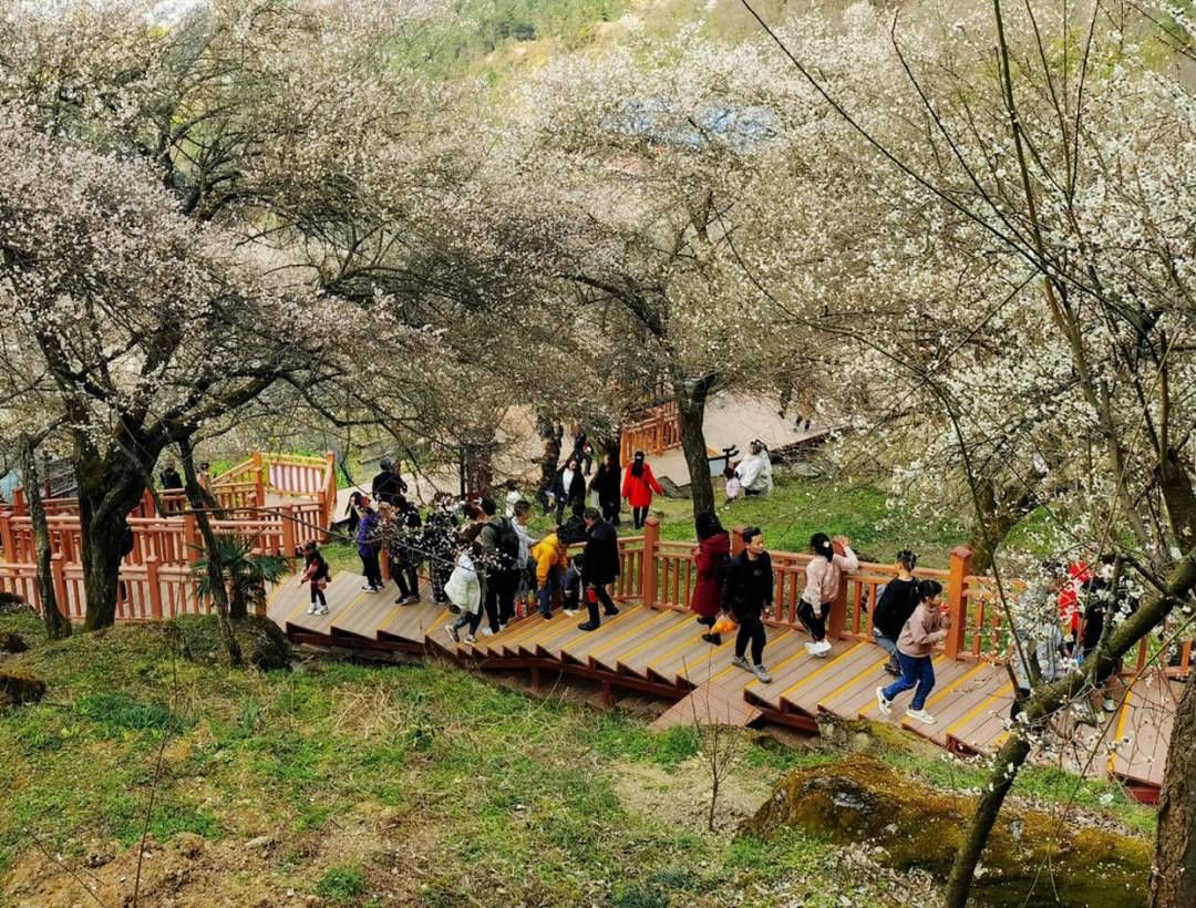 印象梅林|四川平武印象梅林获评国家4A级风景区 景区梅文化延续600年