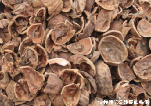 记忆力|核桃壳不要扔了,用水煮一煮,能解决许多人的烦恼,为健康需重视