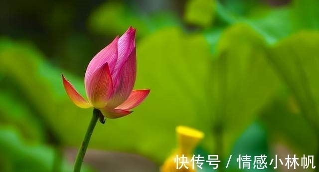 明兰&情商低的人,开口闭口不离这三句话,遭人嫌弃