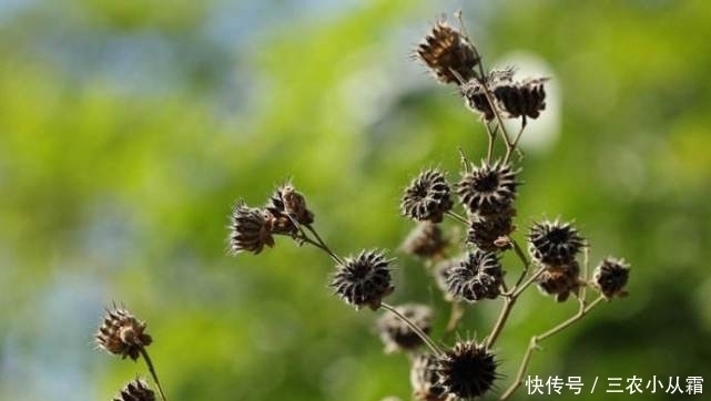 农村有一种野果，价值很珍贵，对治疗耳鸣非常有效