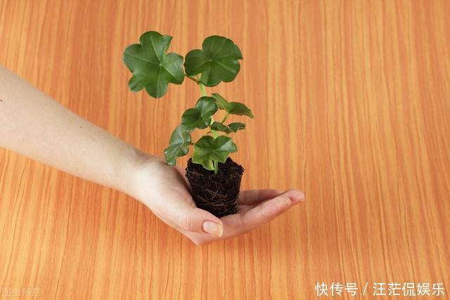 她家只养一种花,一年四季有花赏,原因是做好了四件事