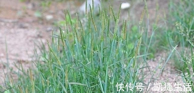 野草|麦田里的“小香肠”，农民对它痛恨不已，殊不知煮水能治脚气