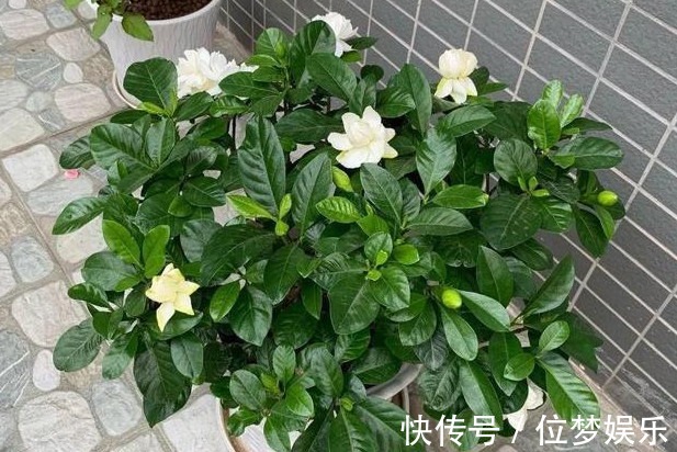 浇水|栀子花黄叶不开花掌握关键1点，黄叶不见，花开不断，花香四溢