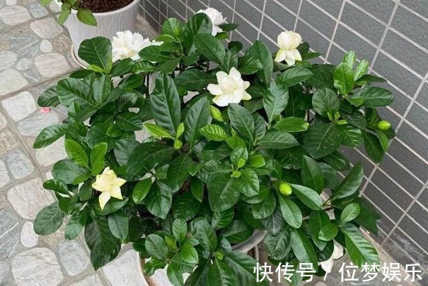 栀子花黄叶不开花掌握关键1点,黄叶不见,花开不断,花香四溢