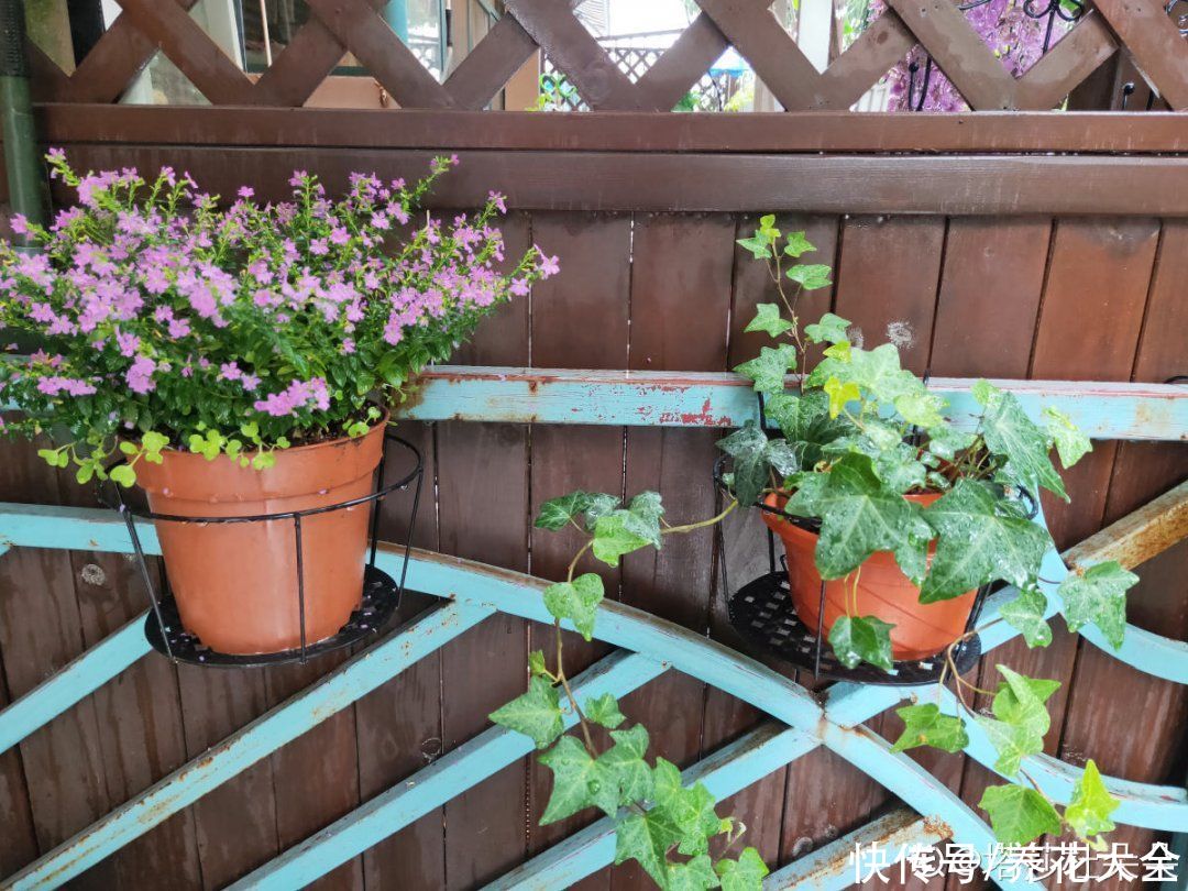 天热|养花换个方法,长得更旺,养花杀手必看