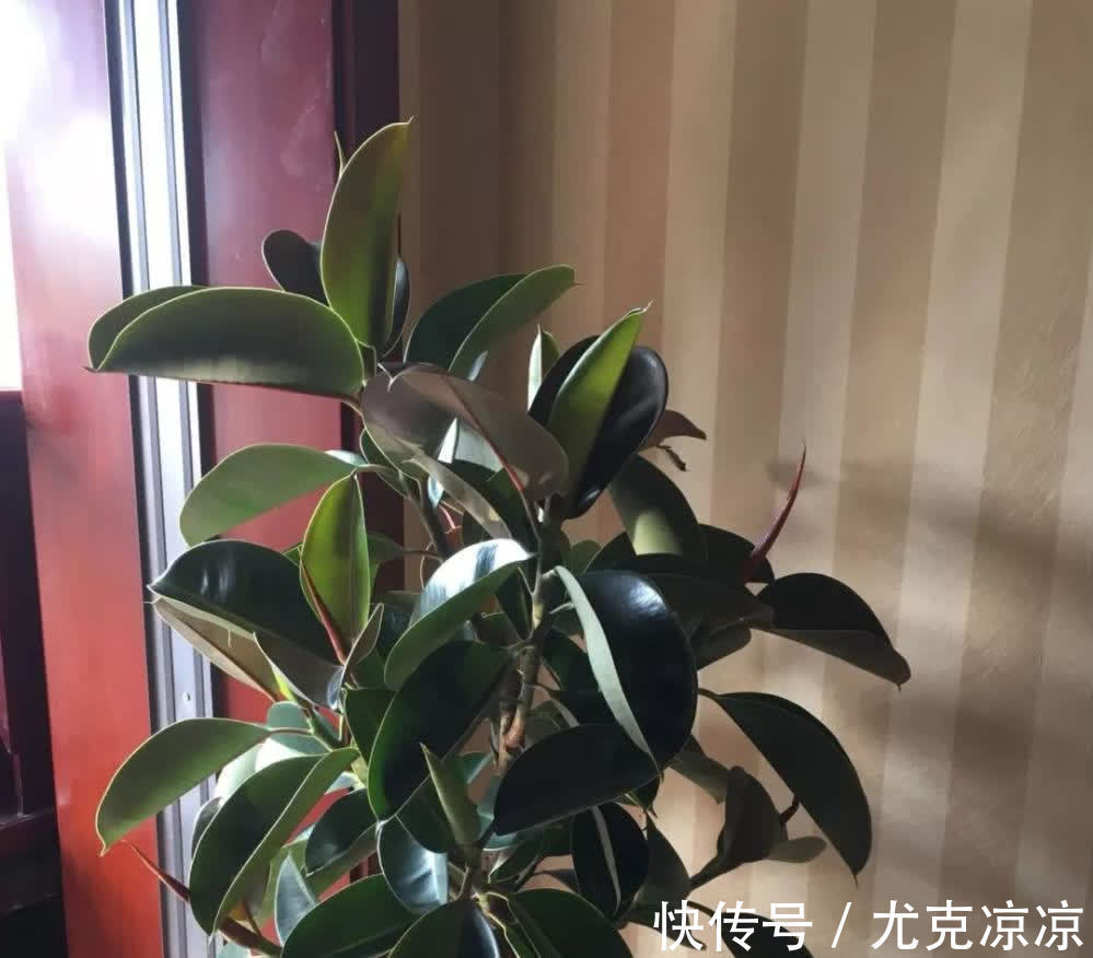 温馨|5种养人花，建议卧室养一盆，促睡眠“养精神”，温馨又大气