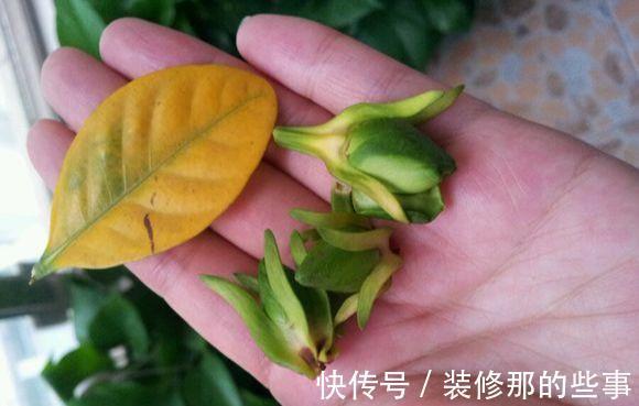 茶花|6种“娇气花”,天热谨慎买,回家就掉花苞,养不活太后悔