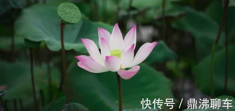 缘分|下个月，缘分与桃花翘首凝望，收获爱情余生幸福的4大生肖