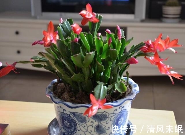 编者|立秋后养蟹爪兰,施肥做好“3个爆盆方法”,孕蕾不断,年年开花