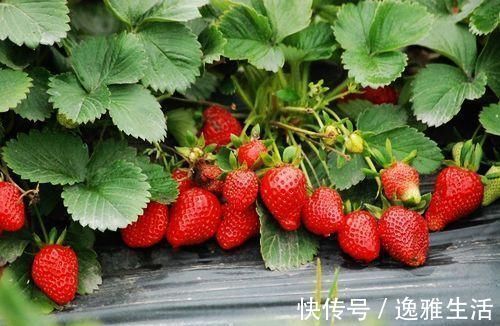 柚子|冬天娃最适合吃的8种水果！满满维C超补水