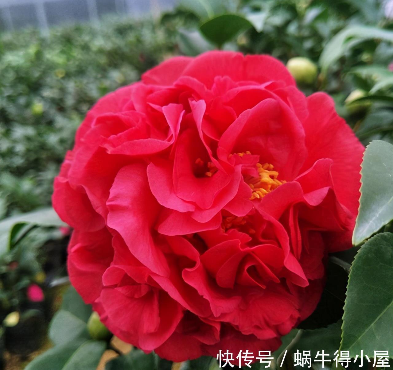 硫酸亚铁|六月养茶花,这“三位置”留点水,冠幅大一圈,次月花苞咕噜冒