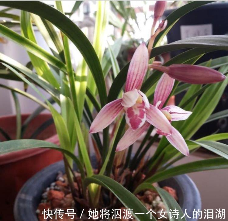 能手|3种花是爆盆“能手”,开起花来“拦”不住,一整年都有好运气!