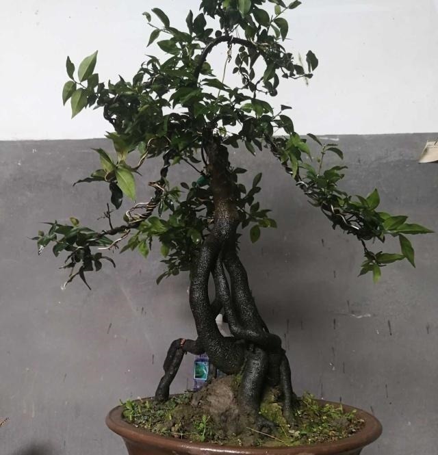 令人惊艳的国内花艺师盆景作品,平时很难见到,值得收藏与分享!