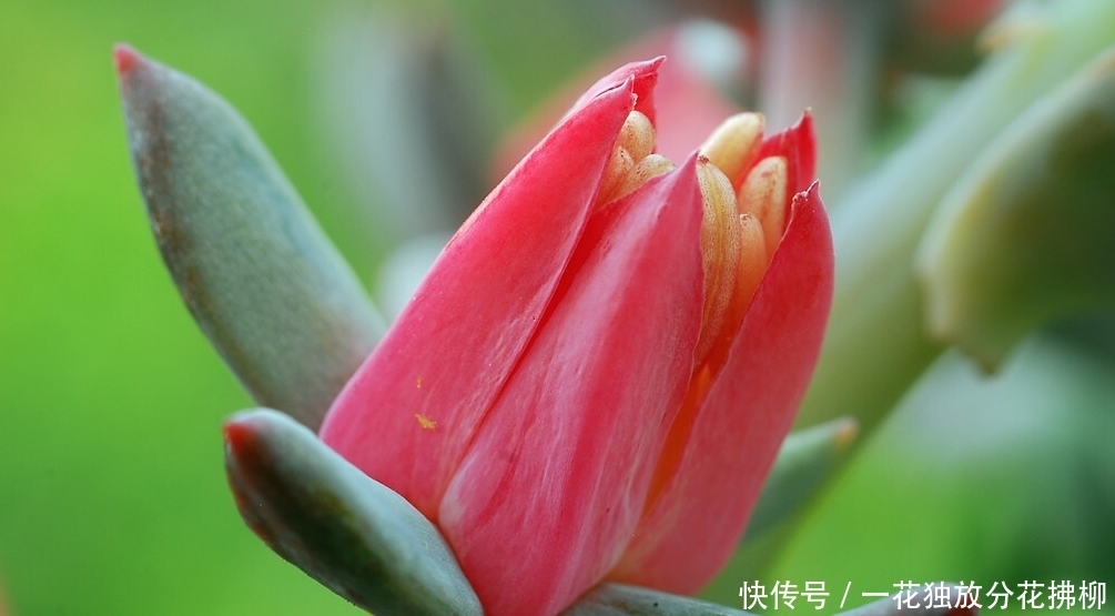 开花会死的多肉名单,你家要有养,看见花箭就“给一刀”