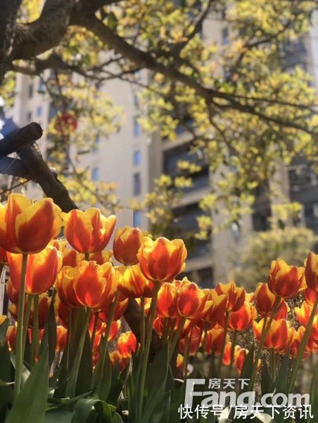 美图|恩施金龙大道高分楼盘的最新现场美图,速来围观