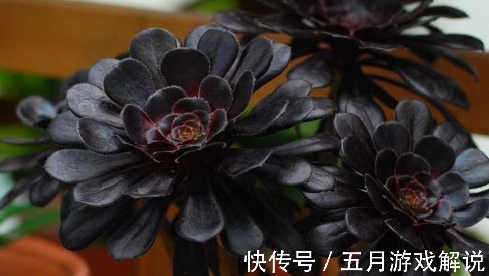 多肉界里的魔法师黑法师,黑到变幻莫测