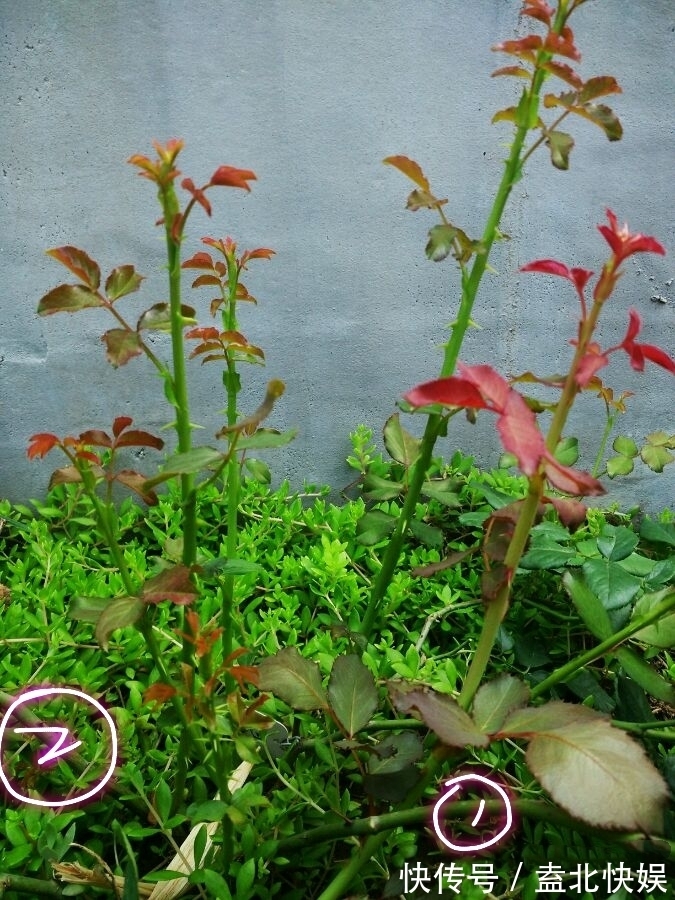 求助月季的修剪问题月季花冒出了很多新笋,老枝条该怎么修剪