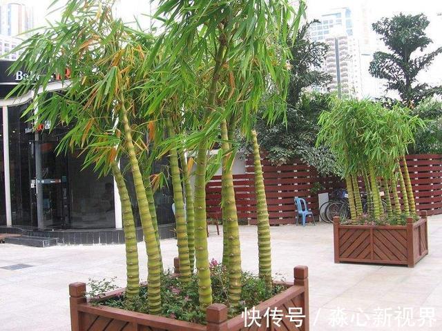 仙人掌|这2种花长得丑,有的人看不上,现在知道它们的寓意,纷纷往家搬