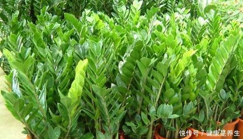 养花不如养树,要是客厅太空旷,就摆种一盆金钱树,寓意好又美观!