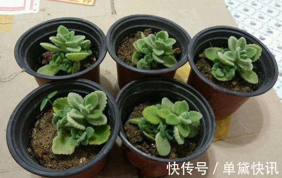 花友|这5种花随便掐个枝就活，新手懒人花友千万别错过！