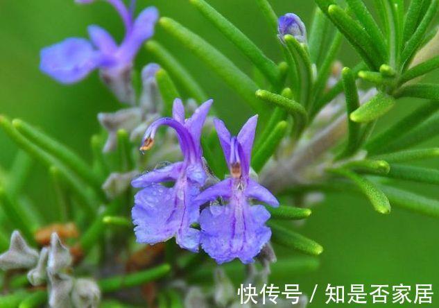 阳台上|从8月15日开始,家养此款花卉,芳香四溢,养在家中香飘满屋