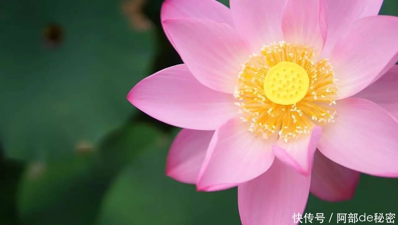 血液病|银屑病与血热有关吗?真的是血液出了问题?